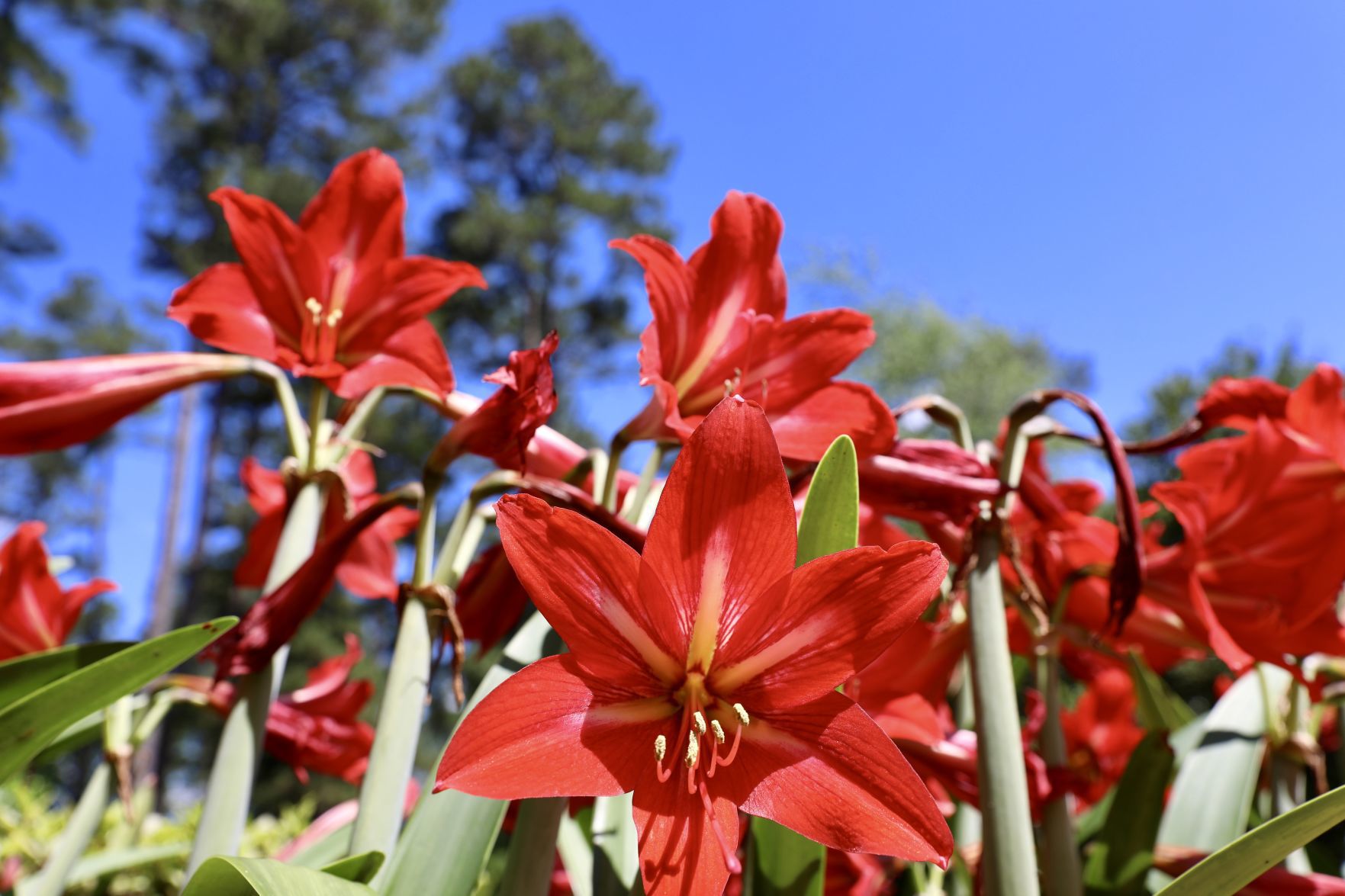 Amaryllis Bloom
